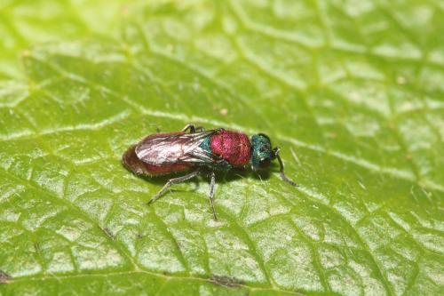 Réf. 342 268 : Chrysura dichroa